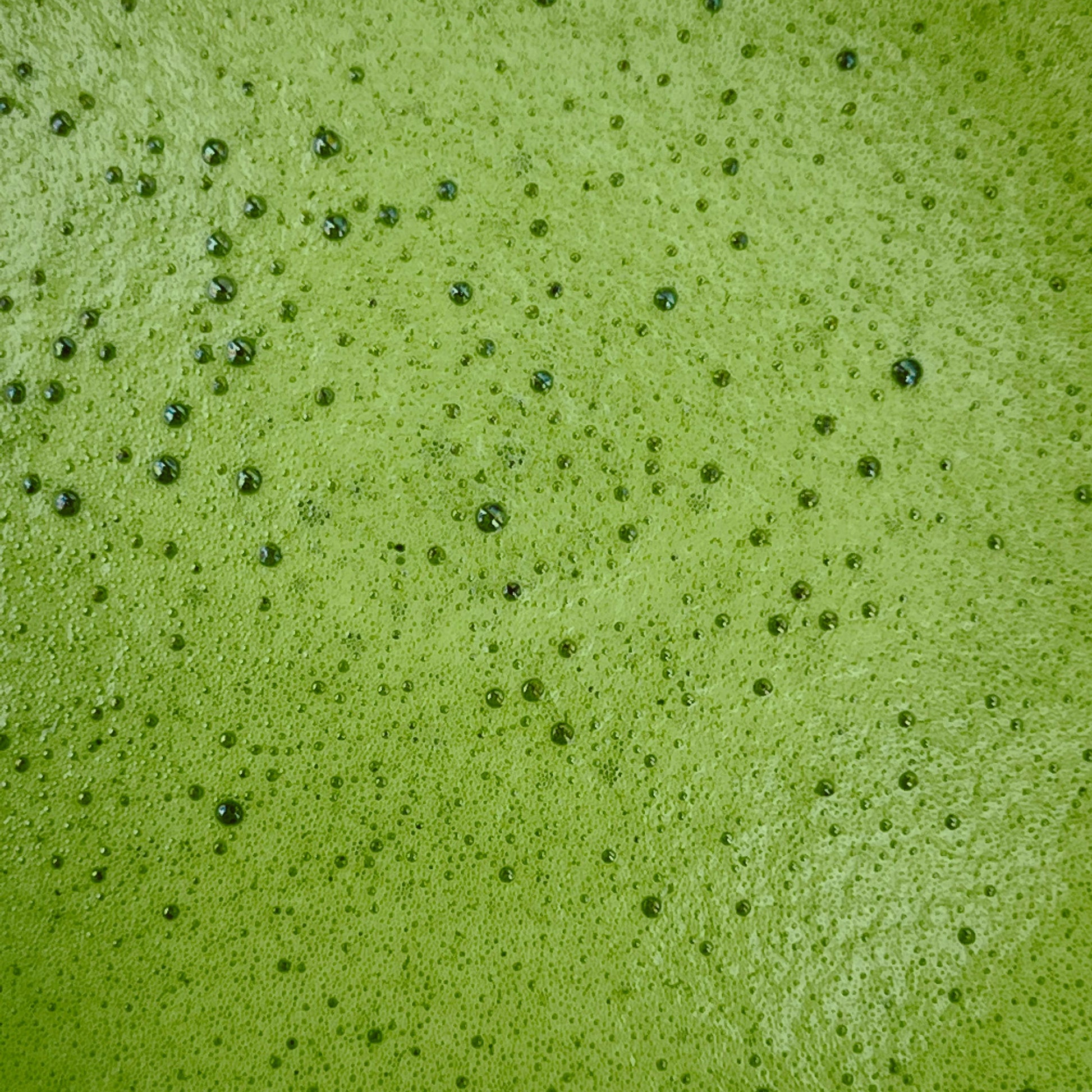 Samidori Matcha - Second Harvest